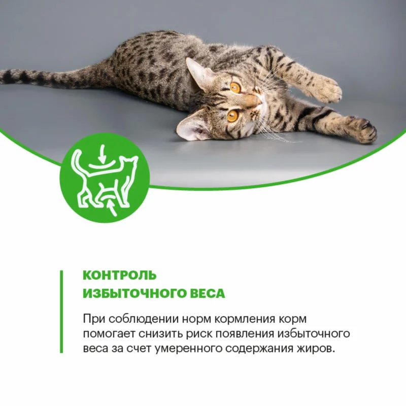 Изображение корма 6