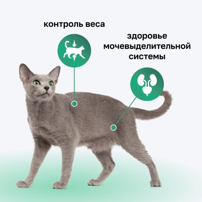 Изображение корма 3